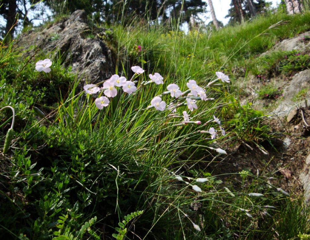 Dianthus sylvestris  / Garofano selvatico